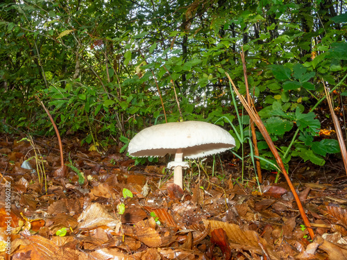 Edible wild mushroom with excellent taste2