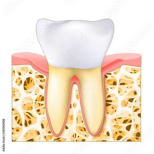 realistic healthy white tooth