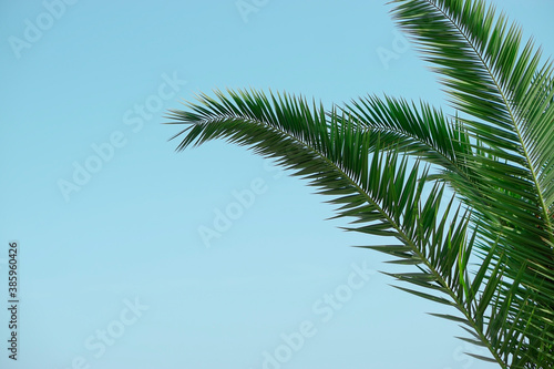 Palm leaves on blue sky background.