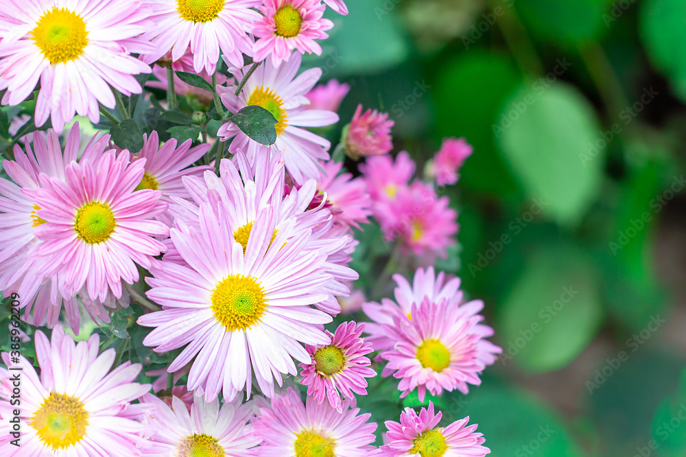 Fresh bright pink and purple aster flower in the garden on green grass background in summer and autumn. Fresh bright pink and purple aster flower in the garden on green grass background in summer and autumn.