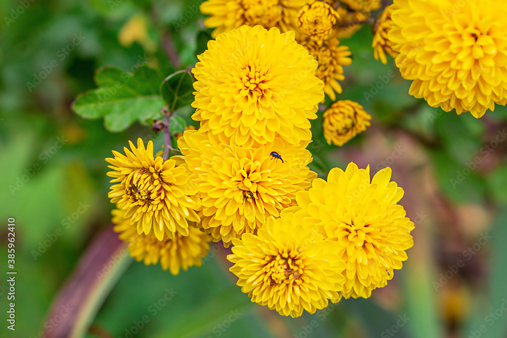 Naklejka premium Fresh bright yellow and orange chrysanthemum (golden-daisy) flowers in the garden on green grass background in summer and autumn.