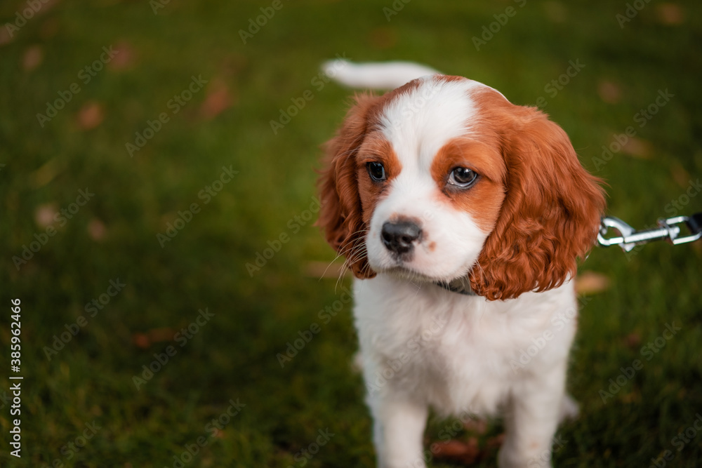 cavalier king charles spaniel