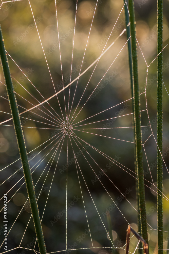 Fototapeta premium spider web with dew drops