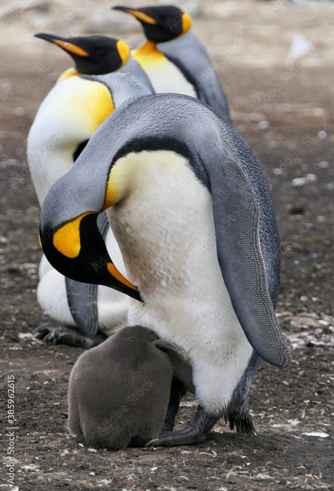 Obraz premium King Penguin breeding fluffy chick in colony, Falkland Islands