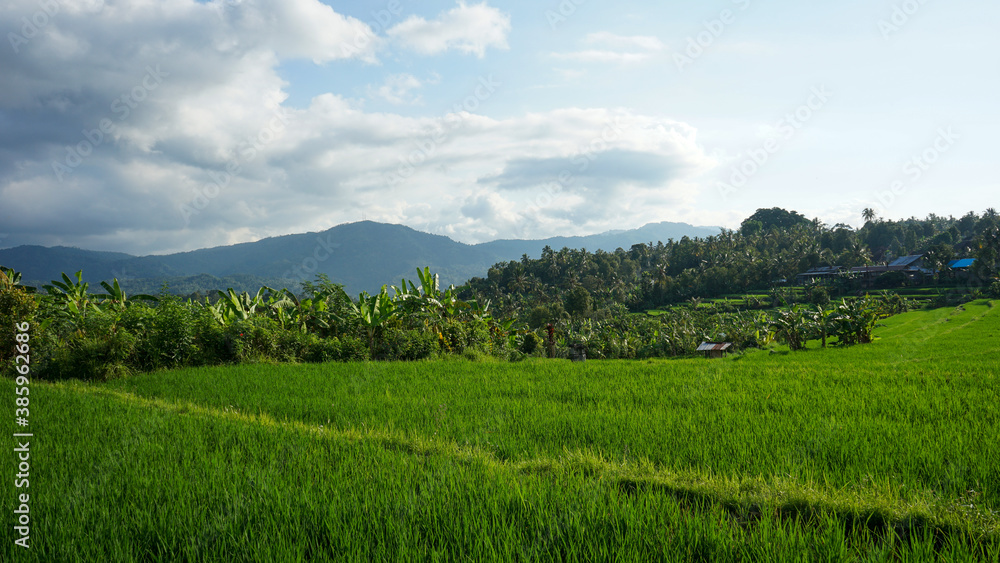 Fototapeta premium Beautiful natural scenery of green rice fields in tropical countryside during the morning