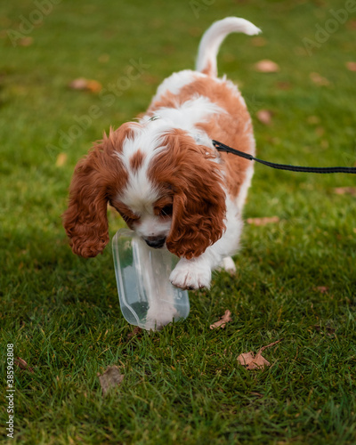 cavalier king charles spaniel