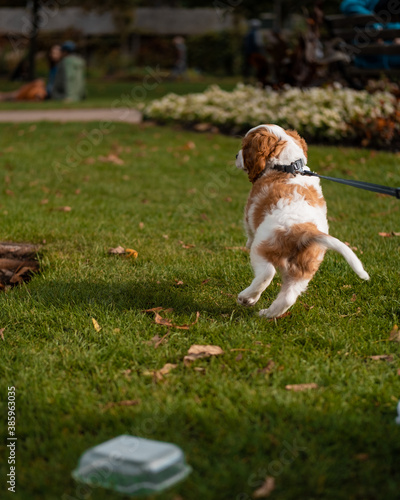 cavalier king charles spaniel