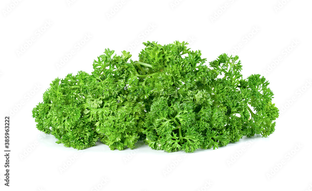 Parsley leaf or Petroselinum crispum leaves isolated on white background ,Green leaves pattern Parsley leaf or Petroselinum crispum leaves isolated on white background ,Green leaves pattern