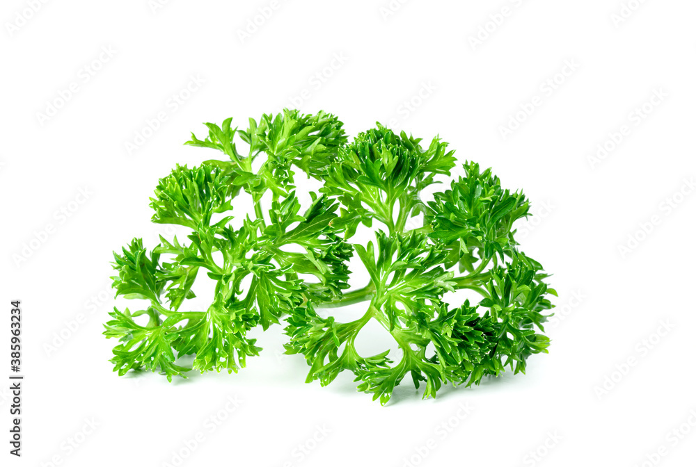 Parsley leaf or Petroselinum crispum leaves isolated on white background ,Green leaves pattern Parsley leaf or Petroselinum crispum leaves isolated on white background ,Green leaves pattern
