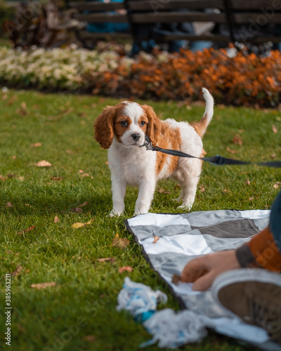 cavalier king charles spaniel