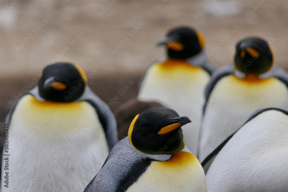 Obraz premium Portrait of king penguin in crowded colony looking into camera, Falkland Islands