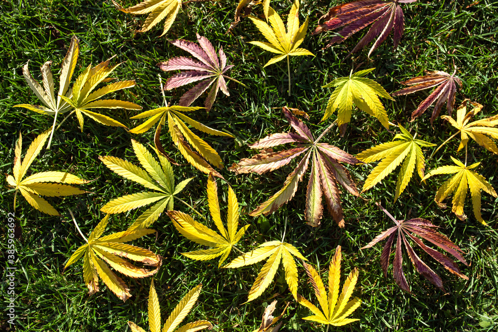 Fototapeta premium autumn yellow marijuana leaves on grass in fall