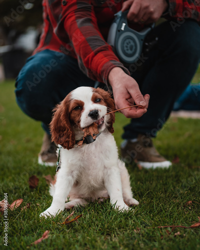 cavalier king charles spaniel