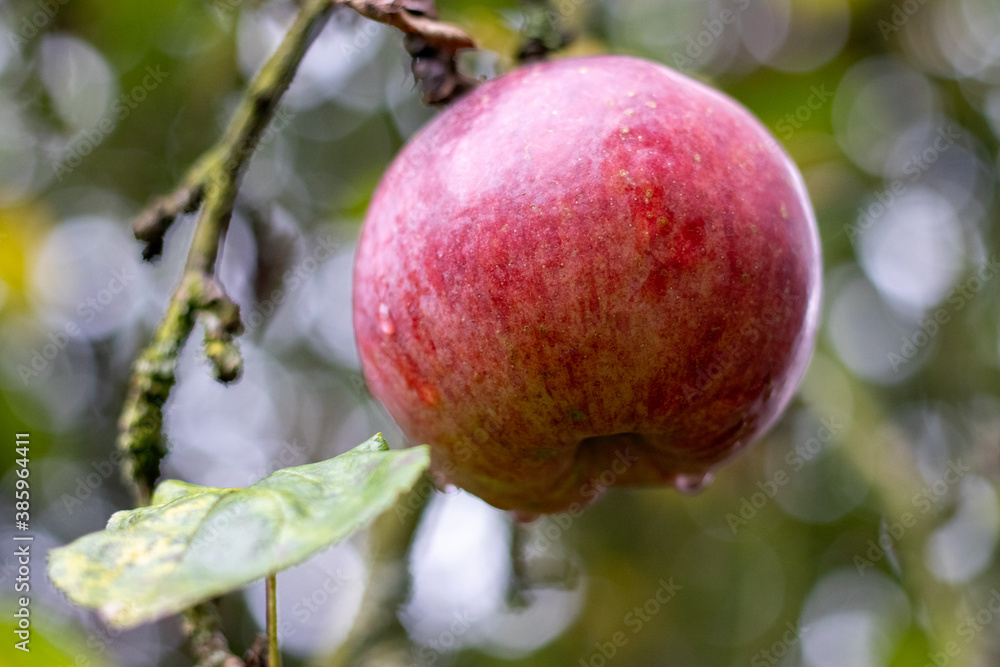 apple on tree