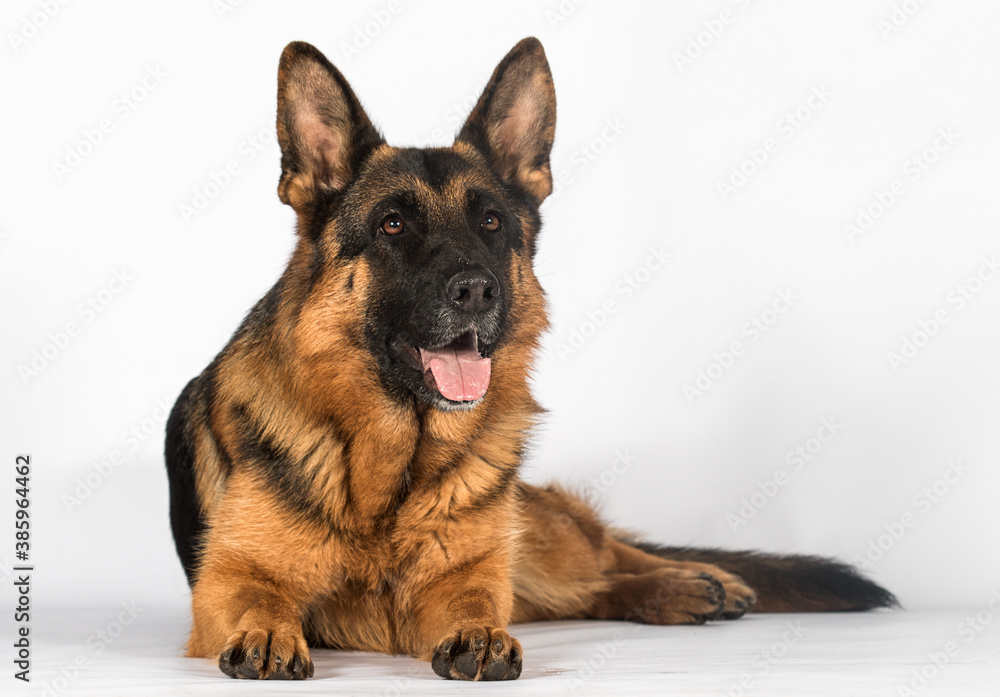 adult German shepherd lies on a white background in the studio