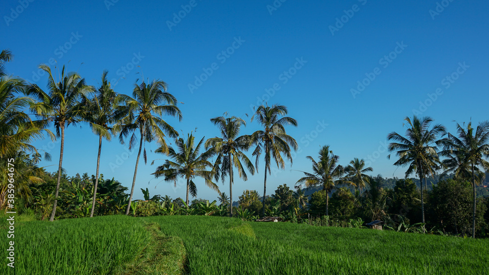 Beautiful natural scenery of green rice fields in tropical countryside during the morning Beautiful natural scenery of green rice fields in tropical countryside during the morning
