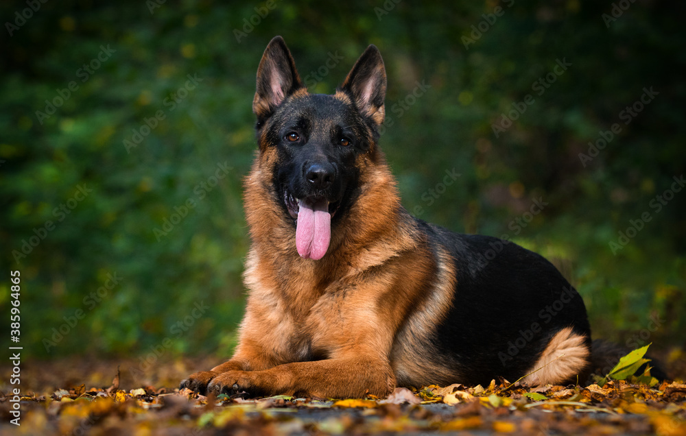 adult german shepherd dog in autumn forest adult german shepherd dog in autumn forest