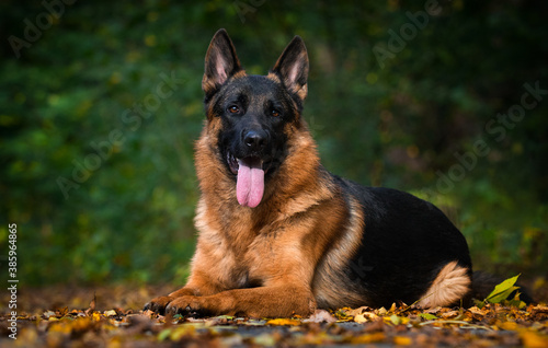 adult german shepherd dog in autumn forest