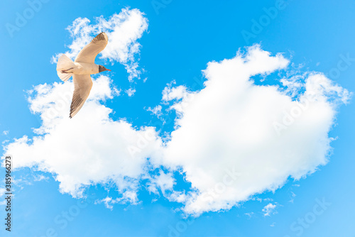 A Black-headed Gull on flying. Larus ridibundus against the sky