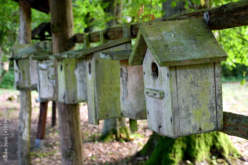 A close up on a set of bird houses made out of planks and boards with angled roofs hanging from a wooden fence in the middle of a dense forest or moor spotted on a sunny summer day in Poland