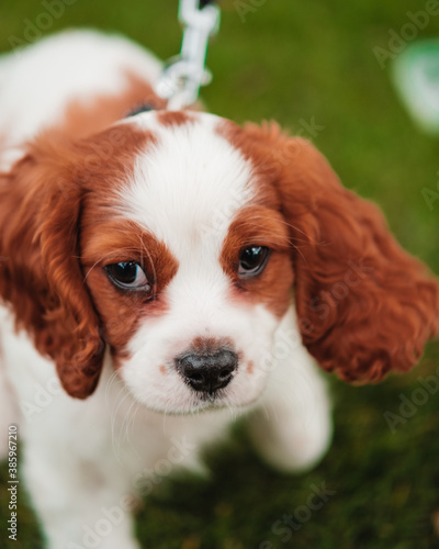 cavalier king charles spaniel