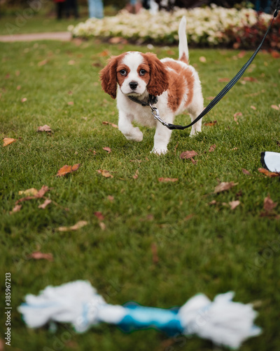 cavalier king charles spaniel
