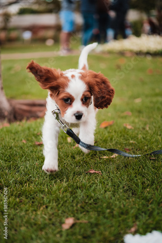 cavalier king charles spaniel