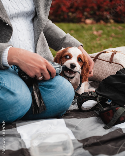 cavalier king charles spaniel