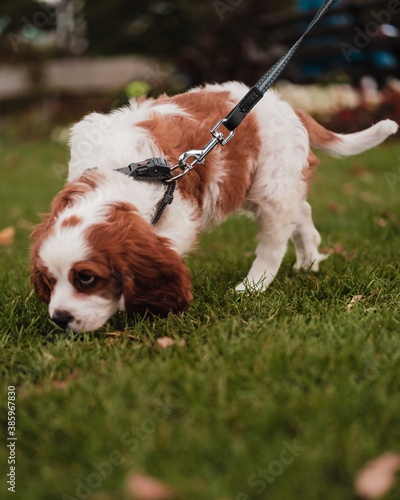 cavalier king charles spaniel