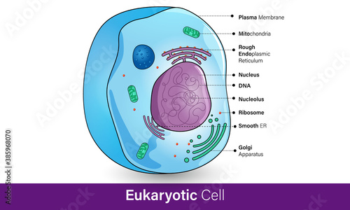 3D Ultrastructure and anatomy of Eukaryotic Cell with organelles.  Golgi, nucleus, cytoplasm, plasma membrane, Endoplasmic reticulum, ribosome, mitochondria, lysosome. poster. infographic. vector. photo