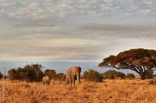Elephant with her calf walking in front of the Kilimanjaro