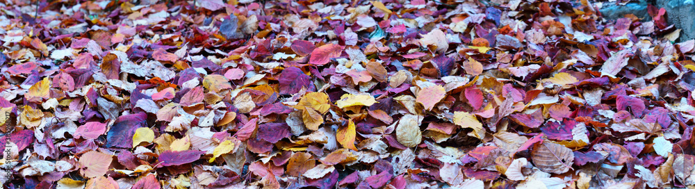 Obraz premium panoramic view of autumn leaves background. .abstract background