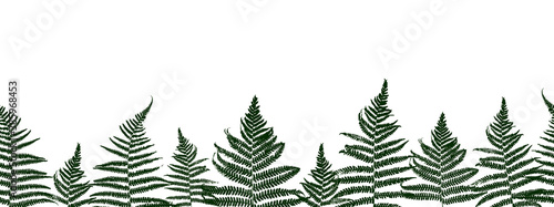 Seamless border with fern leaves for natural design