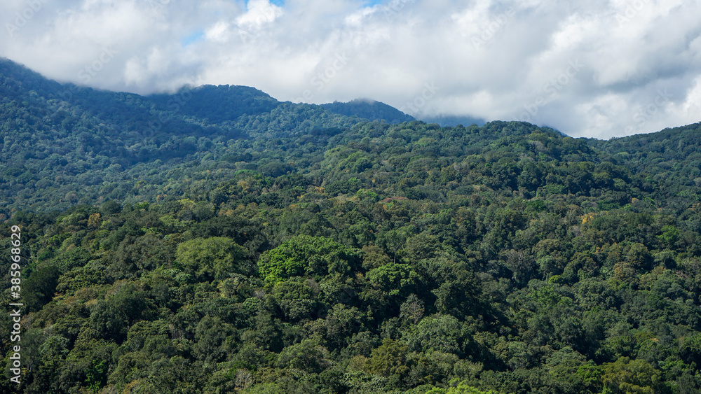 Obraz premium forest in the mountains