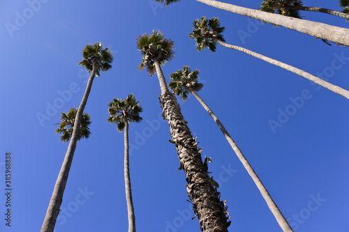 Palm trees in the sky 