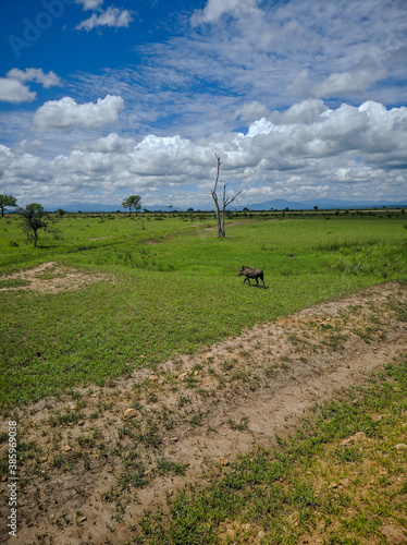 Quadro su tela Mikumi, Tanzania - December 6, 2019:  pumbaa known as a phacochoerus  walks through the green savanna