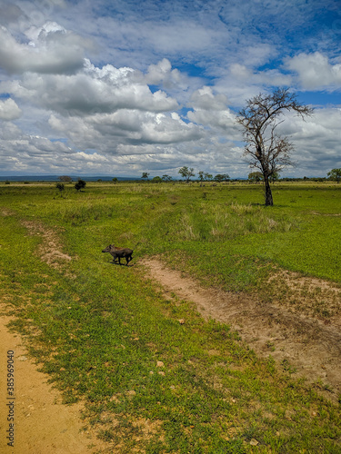 Foto Mikumi, Tanzania - December 6, 2019:  pumbaa known as a phacochoerus run through the green savanna