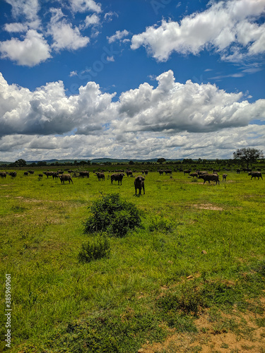 Mikumi  Tanzania - December 6  2019  african black buffalo eating grass in the distance on green meadows in savanna. Vertical