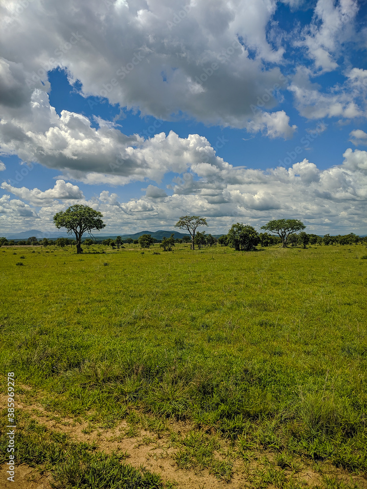 Fototapeta premium Mikumi, Tanzania - December 6, 2019: beautiful view of the green savanna with African trees against the blue sky and mountains on the horizon in the Mikumi national Park. Vertical