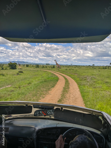 Mikumi, Tanzania - December 6, 2019: a giraffe in Mikumi National Park stands near a road in the savannah. Vertical