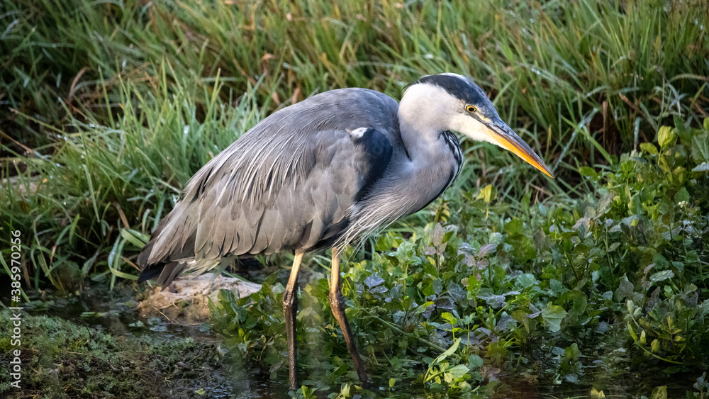 A Heron searching for fish, in the river A Heron searching for fish, in the river