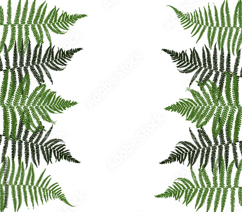 Borders with green fern leaves on white - element for natural design