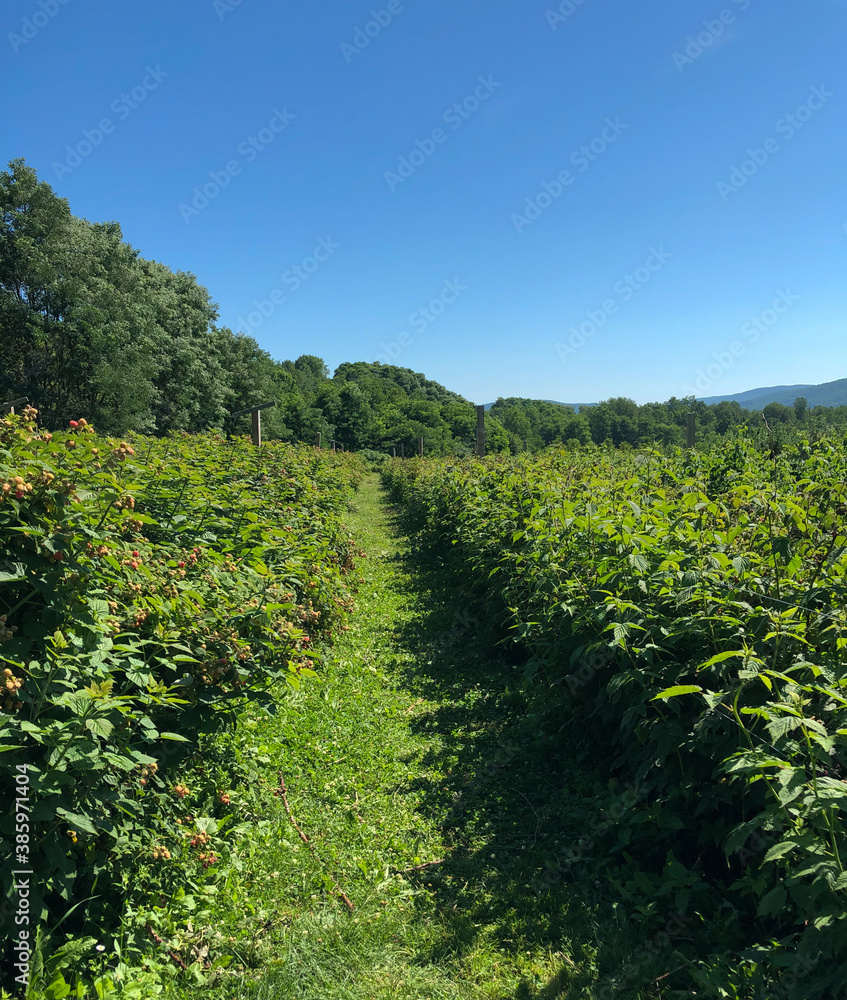Fruit trees and berry bushes on a farm with rolling hills on background. Upstate New York.