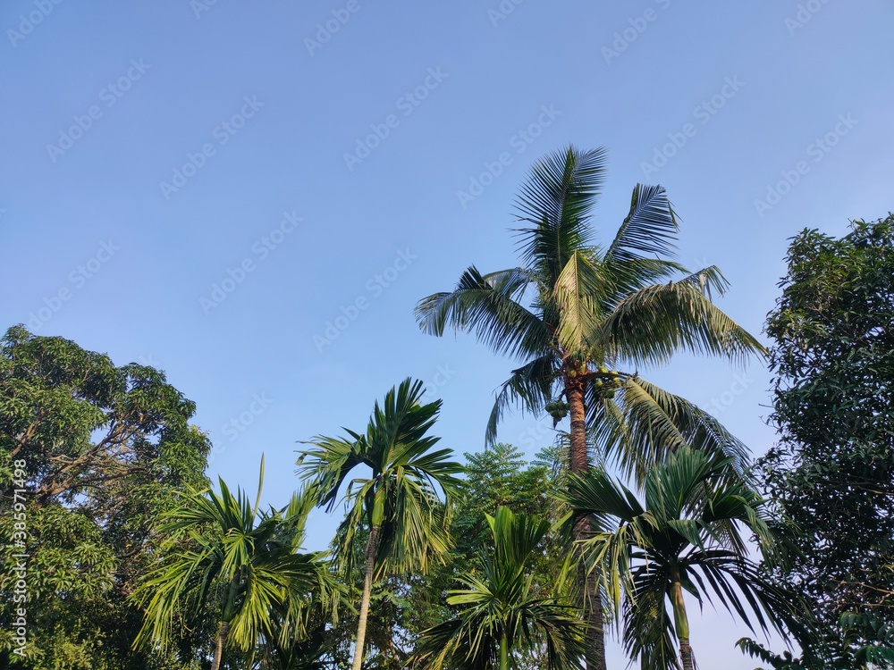 Fototapeta premium Green Tree and Blue Sky, Pollution free environment