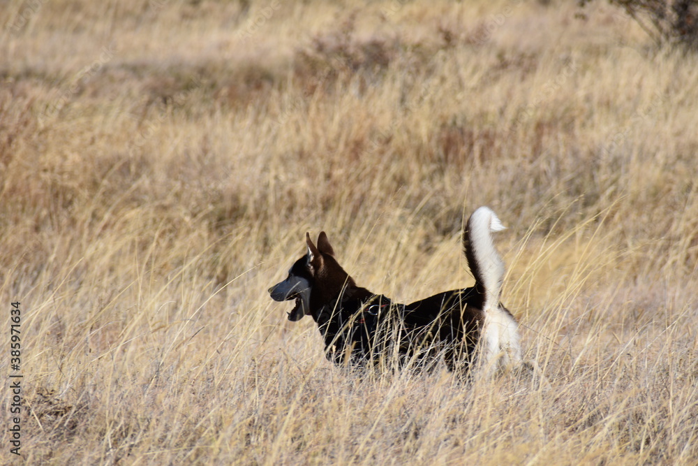 Fototapeta premium Brown husky with white tail walking in dry grass