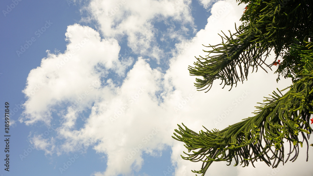 Obraz premium pine tree branches against sky