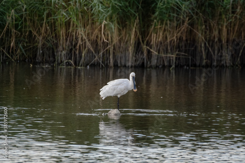 Spoonbill Wading in Shallow Water Searching for Fish