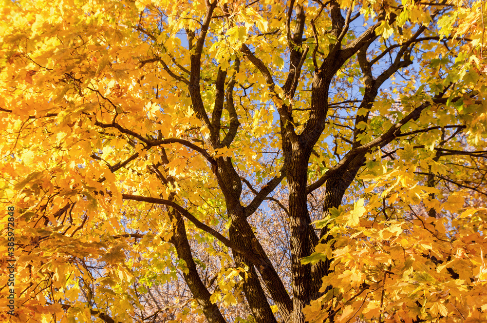 Beautiful natural autumn background. Maple tree branches and trunk with yellow and orange leaves on sky background