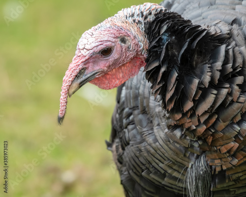 Turkey Close Up Side Profile