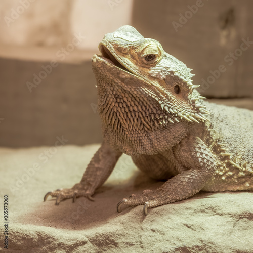 Bearded Dragon Resting under a Heat Lamp 